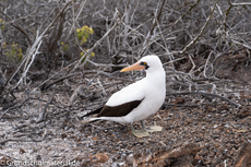 Galapagos-Tiere9.jpg